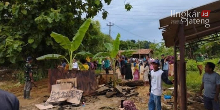 Kesal Tak Diperbaiki Warga Pati Tanam Pohon Pisang di Jalan Rusak Sukolilo Prawoto