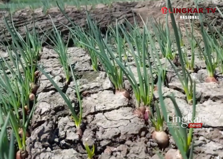 Kekeringan di Brebes Petani Bawang Sirami Tanaman Pakai Air Comberan