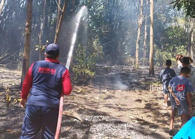 Bakar Sampah Lahan Bambu di Desa Karangrejo Pati Hangus Terbakar