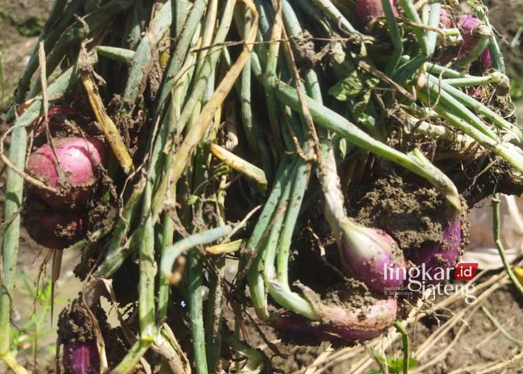 Petani Bawang Merah di Pati Keluhkan Hasil Panen Tidak Maksimal