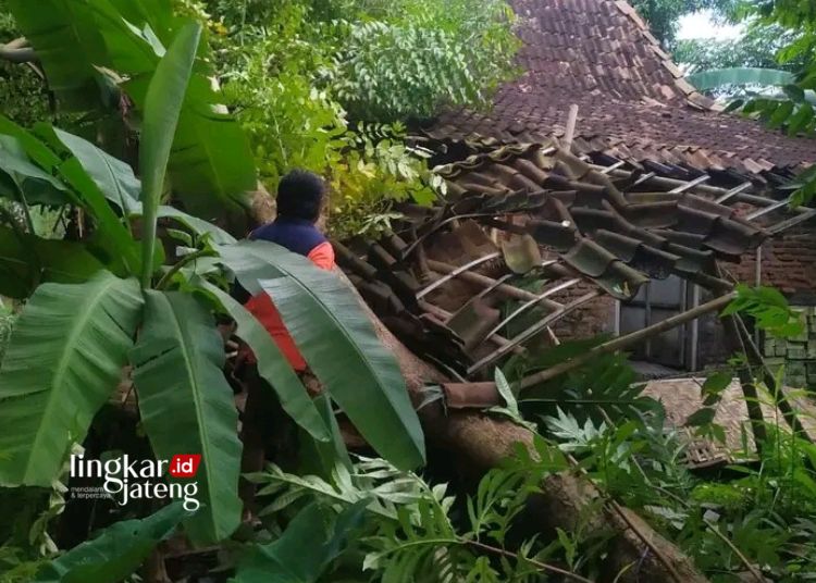 Hujan Deras dan Angin Kencang di Trangkil Pati Sejumlah Rumah hingga Gudang Rusak