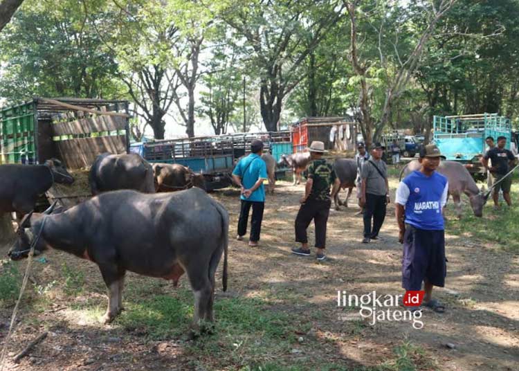 Pasar kerbau di Pati